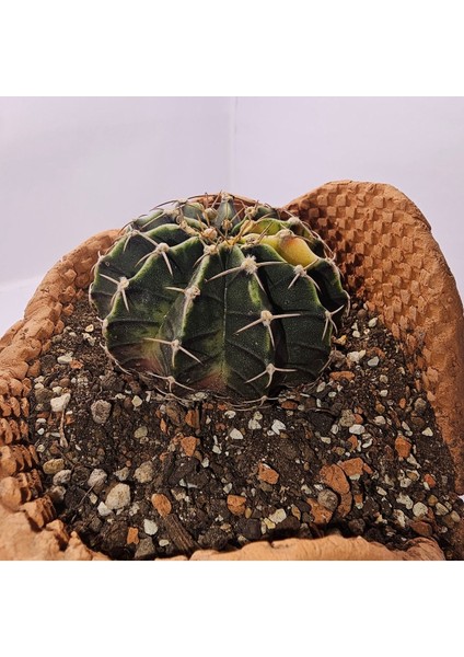 Gymnocalycium Mihanovichii Özel Koleksiyonluk Tür Kaktüs