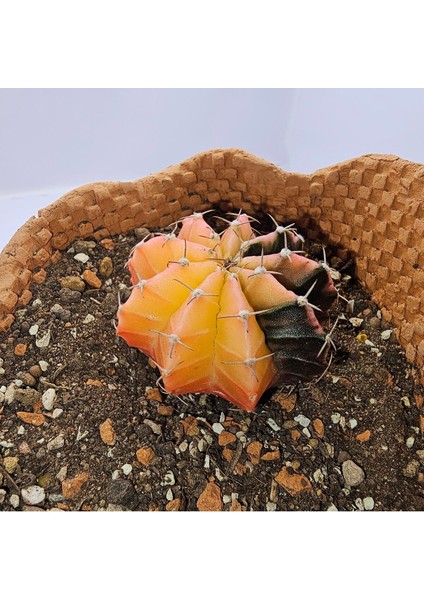 Gymnocalycium Mihanovichii Özel Koleksiyonluk Tür Kaktüs