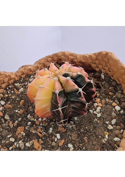 Gymnocalycium Mihanovichii Özel Koleksiyonluk Tür Kaktüs