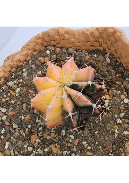 Gymnocalycium Mihanovichii Özel Koleksiyonluk Tür Kaktüs