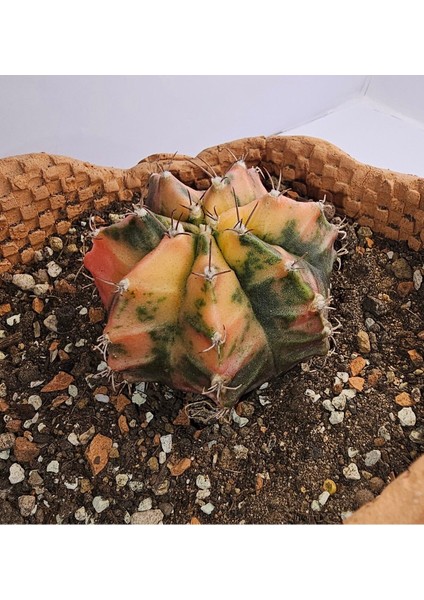 Gymnocalycium Mihanovichii Özel Koleksiyonluk Tür Kaktüs