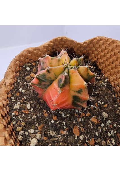 Gymnocalycium Mihanovichii Özel Koleksiyonluk Tür Kaktüs