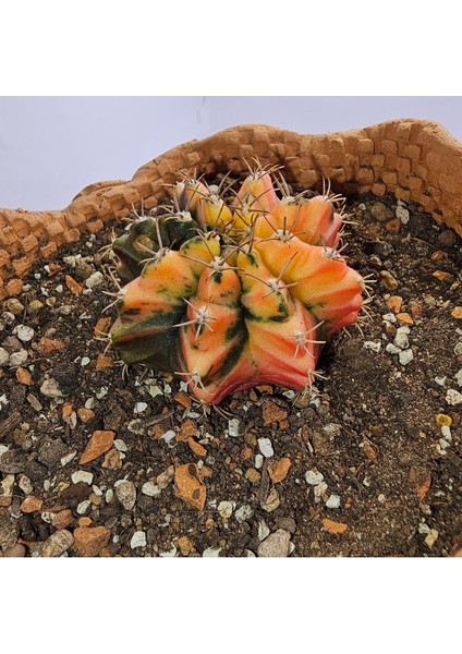 Gymnocalycium Mihanovichii Özel Koleksiyonluk Tür Kaktüs