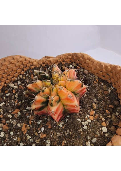 Gymnocalycium Mihanovichii Özel Koleksiyonluk Tür Kaktüs