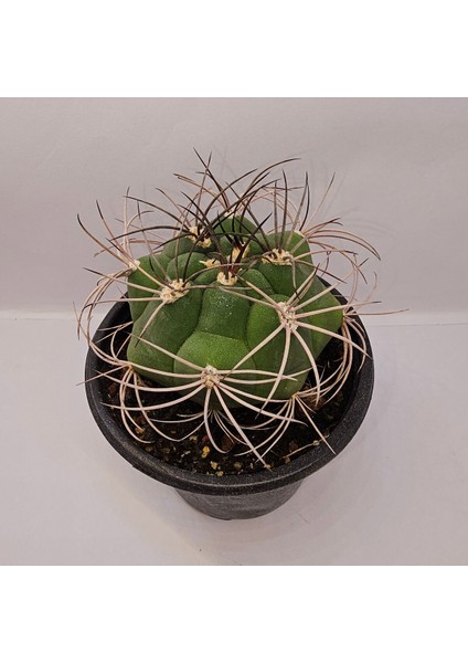 Gymnocalycium Saglionis 9luk Saksı Kaktüs