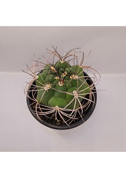 Gymnocalycium Saglionis 9luk Saksı Kaktüs