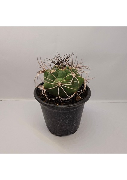 Gymnocalycium Saglionis 9luk Saksı Kaktüs