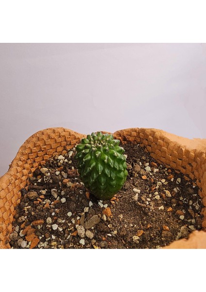 Yağmur Kaktüs Gymnocalycium Mihanovichii Inermis Cristata