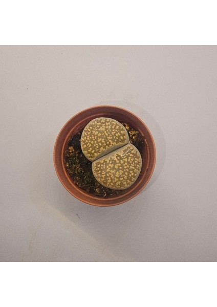 Lithops Taş Kaktüs 5,5lik Saksı