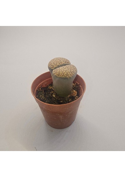 Lithops Taş Kaktüs 5,5lik Saksı