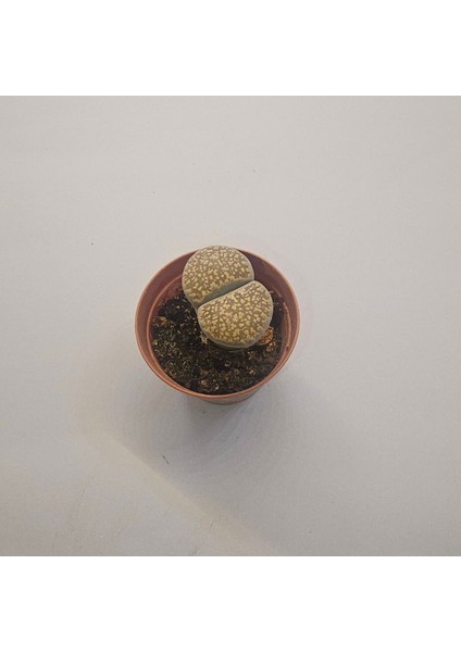 Lithops Taş Kaktüs 5,5lik Saksı