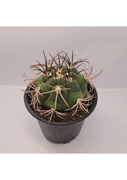 Yağmur Kaktüs Gymnocalycium Saglionis 9luk Saksı Kaktüs