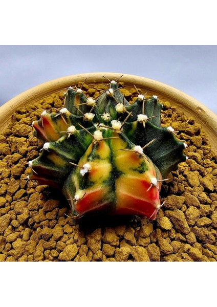Gymnocalycium Mihanovichii Büyük Boy 6.5 cm Özel Tür Kaktüs