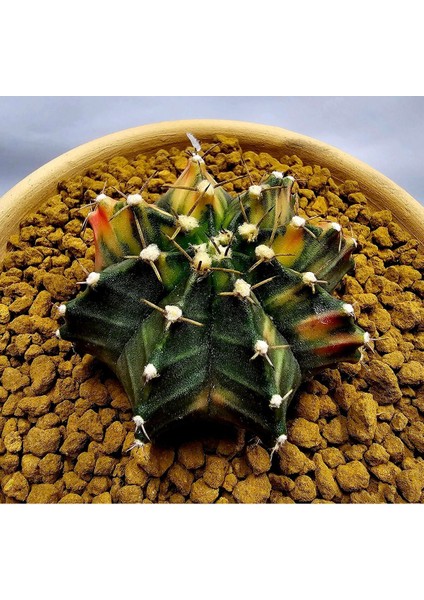 Gymnocalycium Mihanovichii Büyük Boy 6.5 cm Özel Tür Kaktüs