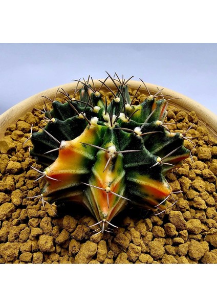 Gymnocalycium Mihanovichii Büyük Boy 7 cm Özel Tür Kaktüs