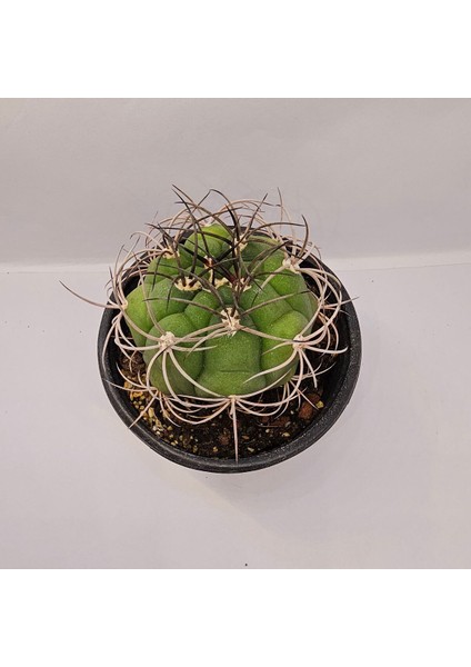 Gymnocalycium Saglionis 9luk Saksı Kaktüs