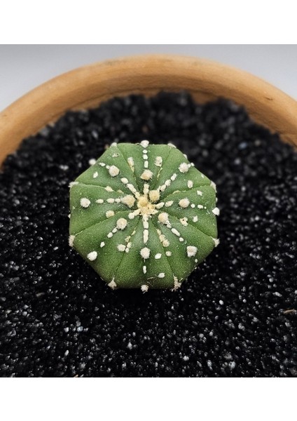 Astrophytum Asterias 4 cm Boyutunda Özel Tür Kaktüs