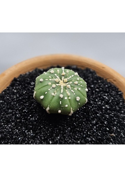 Astrophytum Asterias 4 cm Boyutunda Özel Tür Kaktüs