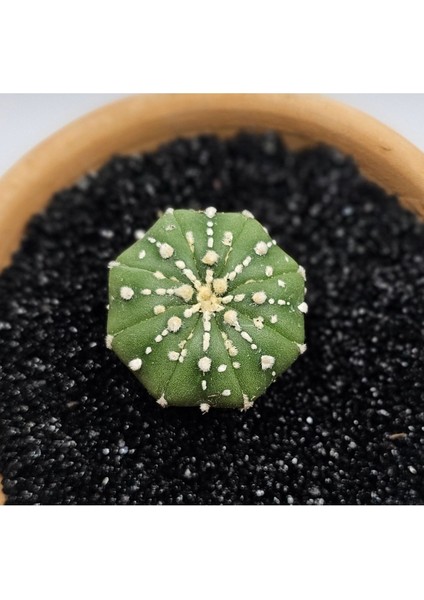 Astrophytum Asterias 4 cm Boyutunda Özel Tür Kaktüs