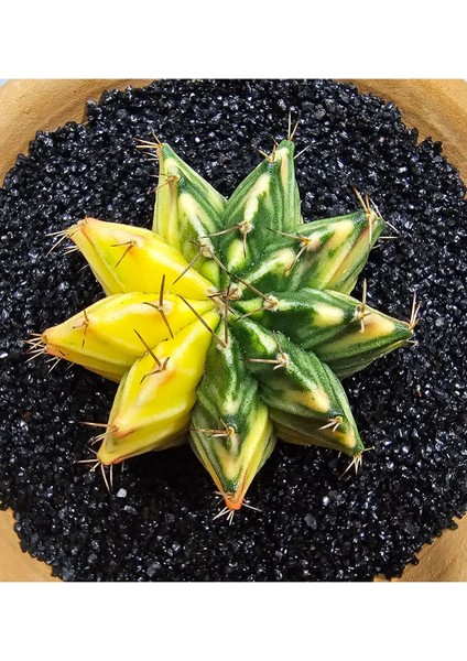 Gymnocalycium Mihanovichii Büyük Boy 6 cm Özel Tür Kaktüs
