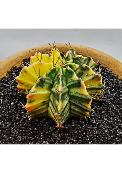Gymnocalycium Mihanovichii Büyük Boy 6 cm Özel Tür Kaktüs