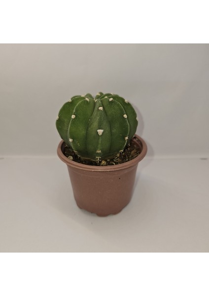 Echinopsis Subdenudata Kaktüs fiyatları