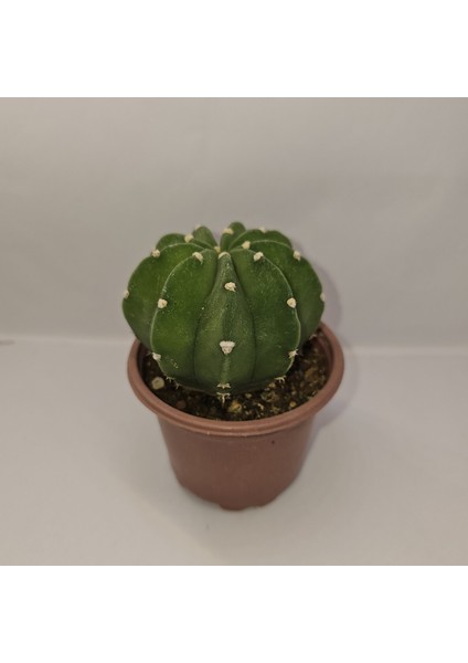 Echinopsis Subdenudata Kaktüs modelleri