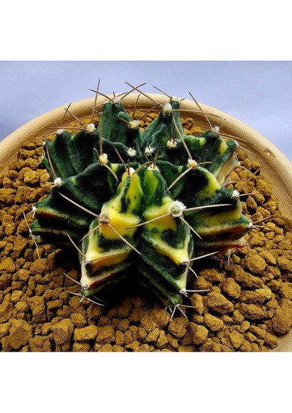 Gymnocalycium Mihanovichii Büyük Boy 7.5 cm Özel Tür Kaktüs