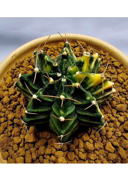 Gymnocalycium Mihanovichii Büyük Boy 7.5 cm Özel Tür Kaktüs