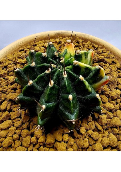 Gymnocalycium Mihanovichii Büyük Boy 7 cm Özel Tür Kaktüs