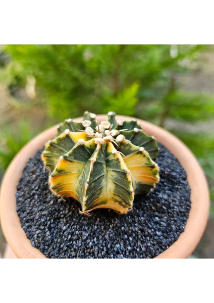 Yağmur Kaktüs Gymnocalycium Mihanovichii 7 cm Boyutunda Özel Tür Kaktüs