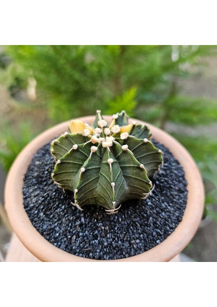 Yağmur Kaktüs Gymnocalycium Mihanovichii 7 cm Boyutunda Özel Tür Kaktüs