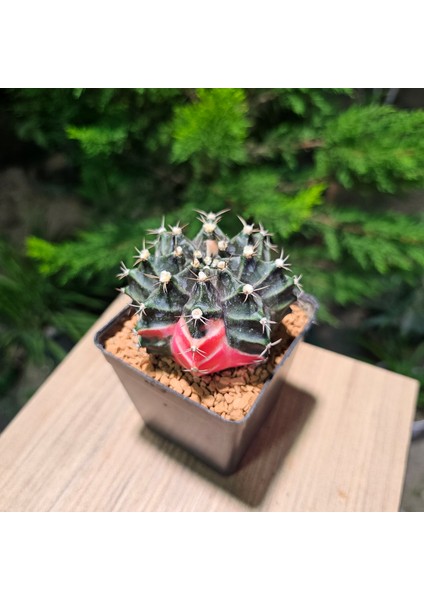 Gymnocalycium Mihanovichii 7.5 cm Boyutunda Özel Tür Kaktüs