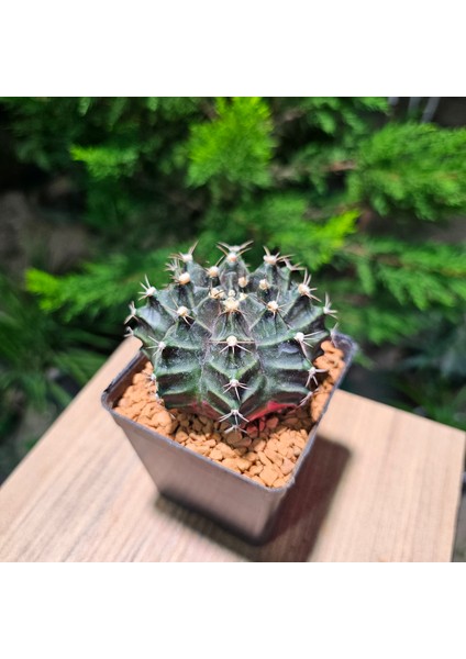 Gymnocalycium Mihanovichii 7.5 cm Boyutunda Özel Tür Kaktüs