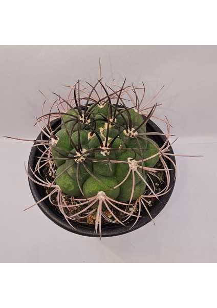 Gymnocalycium Saglionis 9luk Saksı Kaktüs