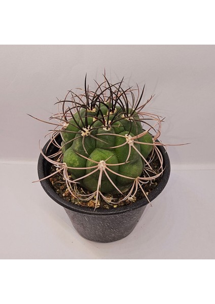 Gymnocalycium Saglionis 9luk Saksı Kaktüs