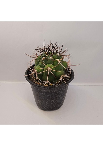 Gymnocalycium Saglionis 9luk Saksı Kaktüs