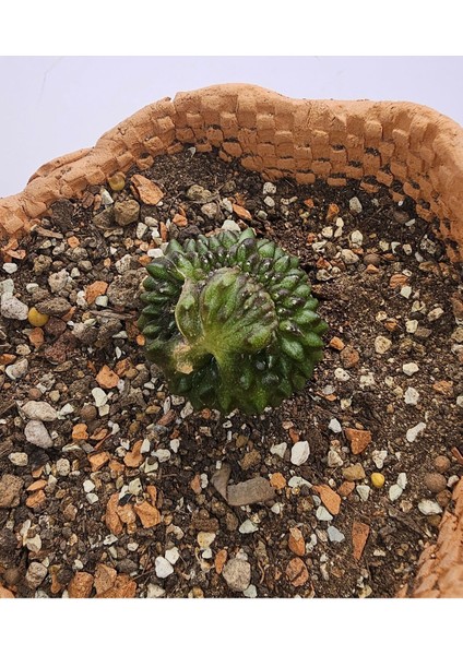 Gymnocalycium Mihanovichii Inermis Cristata