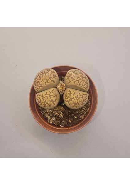 Lithops Taş Kaktüs 5,5lik Saksı