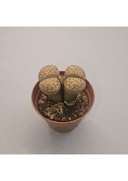 Lithops Taş Kaktüs 5,5lik Saksı