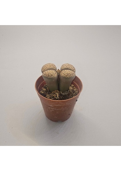 Lithops Taş Kaktüs 5,5lik Saksı