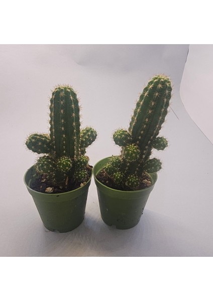 Echinopsis Chamaecereus Kaktüs 2 Adet 5,5lik Saksı