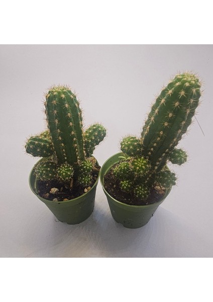 Echinopsis Chamaecereus Kaktüs 2 Adet 5,5lik Saksı