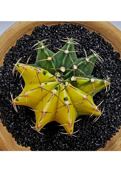 Gymnocalycium Mihanovichii Büyük Boy 6.5 cm Özel Tür Kaktüs