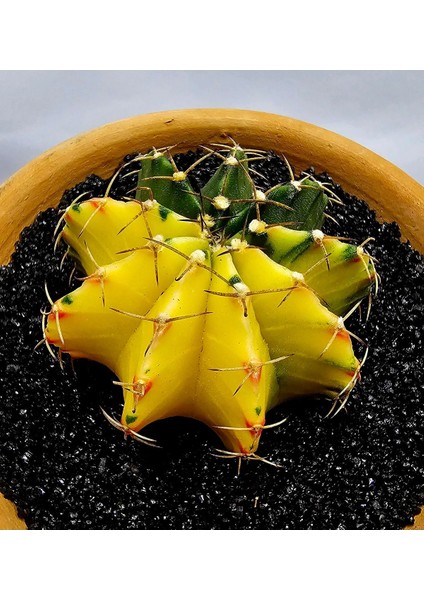 Gymnocalycium Mihanovichii Büyük Boy 6.5 cm Özel Tür Kaktüs