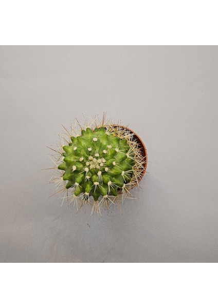 Ferocactuss 5,5lik Saksı fiyatları