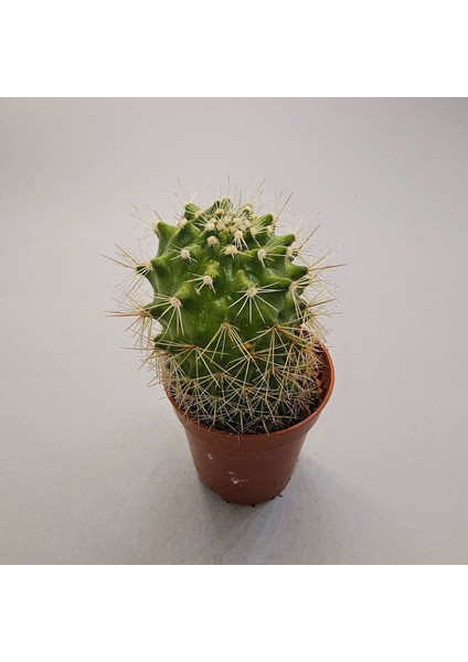 Ferocactuss 5,5lik Saksı modelleri