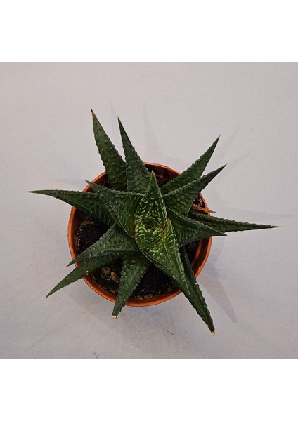 Haworthia Limifolia 5,5lik Saksı