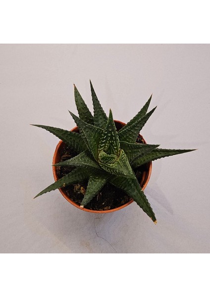 Haworthia Limifolia 5,5lik Saksı