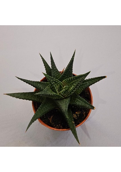 Haworthia Limifolia 5,5lik Saksı